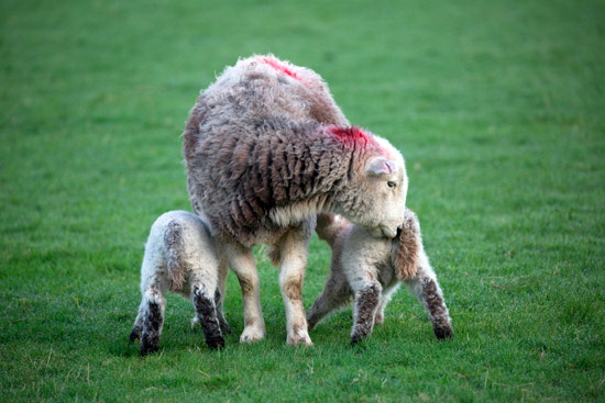 Brandreth Farm Herdwick - Lakeland Photos - Art Prints Brandreth Farm Herdwick
