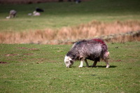Lakeland Sheep, Cartmel, Brandreth, Herdy Sketches, Raise, Newbiggin (Brampton), Scafell Pike, Lakeland Herdy Artworks, Shipman Knotts, High Raise, Egremont, Brigsteer, Harter Fell, Eskdale, Herdwick Sheep Acrylic Paintings, Kendal, Herdy Art, Lingmoor Fell, Illgill Head, Loadpot Hill, Herdwick, Herdy Wall Art, Ard Crags, Herdy Ewe, Whiteless Pike, Sandwith, Herdies, Arnison Crag, Herdy, Warwick Bridge, Isel,  Lake District, Cumbria.