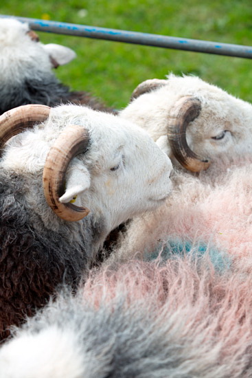 High Raise Field Lake district Sheep - Lakeland Photos - Art Prints High Raise Field Lake district Sheep