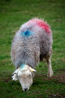 Great Borne, Great Strickland, Scafell Pike, Raven Crag, Soulby (Penrith), Hard Knott, Great Asby, Kentmere, Herdwick Sheep, Askam in Furness, Newton Reigny, Haverigg, Dufton, Herdy Sheep Artist, Mixed-Media Herdy Art, Barrow, Herdwick Sheep Oil Painting, Plumbland, Kentmere Pike, Herdwick Drawings, Herdy Art, Loughrigg Fell, Great Calva, Green Gable, Camerton, Herdy,  Lake District, Cumbria.