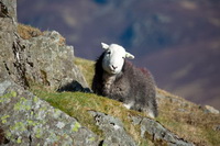 Outerside, Penrith, Red Screes, Herdies, Wreay (Carlisle), Steeple, Tarn Crag (Far Eastern Fells), Herdwick Wall Art, Caw Fell, Herdwick Sheep Oil Painting, Lakeland Sheep, Isle of Walney, Pike of Stickle, Shipman Knotts, Roa Island, Tirril, Herdy Wall Art, Oxenholme, Great Rigg, Herdy Ewe, Herdwick Drawings, Froswick, Grasmere, Broughton in Furness, Ullock Pike, Herdy Sketches,  Lake District, Cumbria.