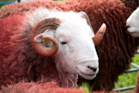 High Hartsop Dodd, Beda Fell, Scafell Pike, Herdy Wall Art, Wetherlam, Ulpha, Herdy Sketch, Barbon, Herdwick Sheep, Grey Knotts, Herdy Sheep Artist, Seathwaite (Borrowdale), Grayrigg Forest, High Rigg, Millom, Sail, Harter Fell, Mardale, Herdwick Sheep Oil Painting, Herdwick Sheep Sketch, Stainton With Adgarley, Cliburn, Eamont Bridge, Herdwick Sheep Acrylic Paintings, Lakeland Sheep, Mixed-Media Herdy Art, Tirril, St. Bees, Orton, Herdwick Sheep Art Studio,  Lake District, Cumbria.