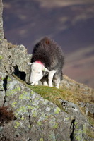 Lakeside, Haycock, Dalton-in-Furness, Herdy Sketch, Herdwick Sheep Oil Painting, Waterhead, Birks, Dodd, Herdwick Sheep Prints, Broughton Moor, Rusland, Herdwick Sheep Oil Painting, Rosthwaite (Keswick), Lake District, Sandside, Houghton, Great Sca Fell, Lingmoor Fell, Herdy Sheep Artist, Harrison Stickle, Herdwick Sheep Oil Pastels, Herdwick, Broughton, Saint Sunday Crag, Fairfield, Birker Fell, Haverigg, Mosedale, Aldingham, Herdwick Sheep Art Studio, Herdwick Sheep Art, Herdy Art,  Lake District, Cumbria.