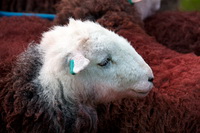 Grange Fell, Herdwick Sketch, Egremont, Herdwick Sheep Sketch, Calthwaite, Herdwick Sketches, Place Fell, Herdwick Drawings, Biggar, Lonscale Fell, Newton Arlosh, Grike, Great Mell Fell, Broughton Moor, Herdwick, Ennerdale Bridge, Herdwick Ewe, Tarn Crag (Easedale), Herdwick Sheep Art, Herdwick Sheep, Lakeland Sheep, Bromfield, Selside Pike, Mardale Ill Bell, Herdwick Sheep Prints, Camerton,  Lake District, Cumbria.