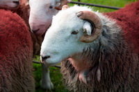 Selside, Bewaldeth, Natland, Herdwick Sheep Art Studio, Helm Crag, Little Mell Fell, Herdwick Artwork, Shipman Knotts, Green Crag, Herdy Sketches, Brae Fell, Branthwaite (Workington), Herdwick Sheep Oil Painting, Herdwick, Elterwater, Chapel Stile, Mungrisdale, Herdy Wall Art, Herdwick Sheep Acrylic Paintings, Herdwick Sheep Oil Painting, Base Brown, Catstycam, Herdy Art, Herdies, Herdwick Sheep Prints, Slight Side,  Lake District, Cumbria.