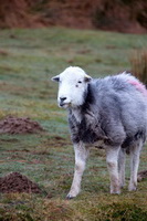 Herdwick Sheep Art, Great Cockup, Nethermost Pike, Lakeland Sheep, Piel Island, Low Pike, Hincaster, Fleetwith Pike, Great Corby, Herdwick Sheep Sketch, Nateby, Herdwick Sketch, Sandside, High Seat, Harrington, Staveley (Kendal), Great Borne, Hen Comb, Allen Crags, Bowscale Fell, Herdwick Sheep Oil Pastels, Herdwick Sheep, Buttermere, Herdwick Sheep Oil Painting, Herdwick Drawings, Ullock Pike, Great Orton, Herdwick Art Studio, Eamont Bridge,  Lake District, Cumbria.
