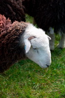 Great Crag, Branstree, Dufton, Herdwick Sheep Acrylic Painting, Brock Crags, Grike, Herdwick Sheep Oil Painting, Herdwick Sheep Oil Painting, Herdwick Ewe, Hoff, Herdies, High Raise, Herdwick Artwork, Herdwick Drawings, Herdwick Sheep Sketch, Blea Rigg, Askham, Herdwick Sketch, Bigrigg, Hopegill Head, Saint Sunday Crag, Newbiggin-on-Lune, Seascale, Brougham, Wreay (Carlisle), Braithwaite, Herdwick Sketches, Harter Fell, Mardale,  Lake District, Cumbria.