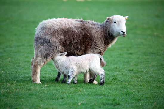 Branstree Valley Herdwick