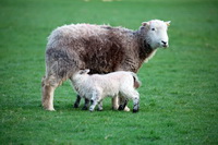 Herdy Ewe, Herdwick Sheep Oil Pastels, Herdwick Sheep Art Studio, Herdwick Artwork, Lakeland Herdy Artworks, Herdy Sketches, Herdwick Wall Art, Herdy Sheep Artist, Herdy, Herdwick Drawings, Herdwick Sheep Prints, Mixed-Media Herdy Art, Herdy Wall Art, Lakeland Sheep, Herdwick, Herdy Sketch, Herdwick Sheep Acrylic Paintings, Herdwick Sheep Sketch, Herdwick Sheep Oil Painting, Herdwick, Herdies, Herdwick Sheep Art, Herdwick Sheep, Herdwick Sheep Oil Painting, Little Mell Fell, Bewaldeth, Westward, Houghton, Cartmel Fell, Backbarrow, Brandreth, Biggar, Embleton, Elterwater, High Pike (Scandale), 