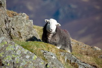 Pike of Stickle, Tarn Crag (Easedale), Harter Fell, Mardale, Aldingham, Burneside, Kentmere, Kentmere Pike, Herdy Sketch, Herdy Wall Art, Great Borne, Nenthead, Herdwick Drawings, Loughrigg Fell, Herdy Ewe, Kirk Fell, Seat Sandal, Steel Knotts, Herdwick Sheep Oil Painting, Isel, Mixed-Media Herdy Art, Little Hart Crag, Sedbergh, Ireleth, Stonethwaite, Herdy, Lakeland Herdy Artworks, Longtown, Warwick Bridge, Thursby,  Lake District, Cumbria.