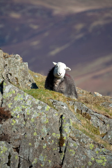 Grange (Keswick) Field Lakeland Sheep