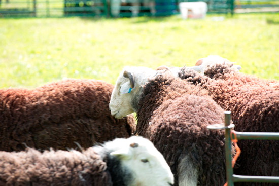 Piel Island Field Lake district Sheep - Lakeland Photos - Art Prints Piel Island Field Lake district Sheep