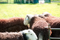 Herdwick Sheep Oil Painting, Herdwick Sheep, Helvellyn, Allithwaite, Great Calva, Dearham, Calder Bridge, Herdwick Sheep Art, High Raise, Harter Fell, Mardale, Gray Crag, Ings, Catbells, Herdwick Sheep Art Studio, Herdwick Sheep Acrylic Paintings, Herdy, Caldbeck, Seascale, Herdy Sheep Artist, Eskdale Green, Grange Fell, Gavel Fell, Herdy Ewe, Mealsgate,  Lake District, Cumbria.
