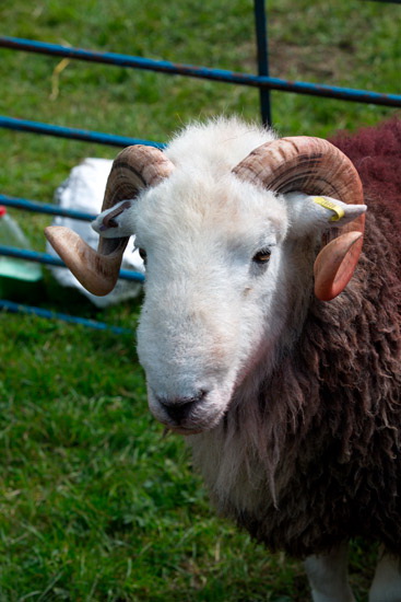 Johnby Lake district Sheep