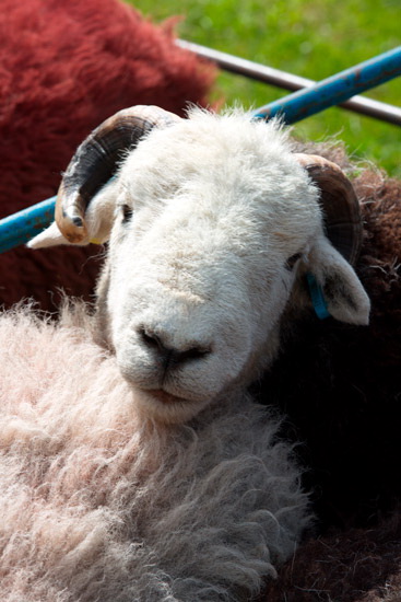 Pike of Stickle Farm Lakeland Sheep