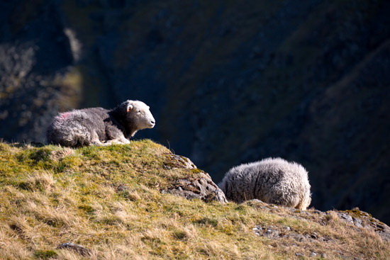 Mealsgate Farm Herdwick Sheep