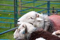 Herdies, Herdwick Drawings, Herdwick Sheep Oil Painting, Herdwick Sheep Oil Pastels, Mixed-Media Herdy Art, Herdy Sketch, Middle Fell, Pavey Ark, Old Hutton, Gowbarrow Fell, Little Mell Fell, Plumpton (Penrith), Herdy Sheep Artist, Herdy Wall Art, Seatallan, Gibson Knott, High Seat, Broughton Moor, Cotehill, Hesket Newmarket, Meal Bank, Fleetwith Pike, Herdwick, Blencathra, Swinside, Hayton (Aspatria), Herdwick Sheep Acrylic Paintings, Herdy Sketches, Haycock,  Lake District, Cumbria.