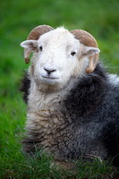 Hutton Roof, Herdy Ewe, Routenbeck, Herdwick, Stone Arthur, Herdy, Frizington, Armboth Fell, Ayside, High Seat, Illgill Head, Herdy Art, Bannerdale Crags, Bampton, Parsonby, Seat Sandal, Herdwick Drawings, Glassonby, Allen Crags, Herdwick Sheep Oil Painting, Matterdale End, Herdy Sketches, Herdwick Sheep Art Studio, Low Pike, Soulby (Kirkby Stephen),  Lake District, Cumbria.