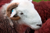 Herdy Sheep Artist, Grasmere, Parsonby, Herdwick Wall Art, Herdy Wall Art, Herdy, Illgill Head, High Rigg, Troutbeck Tongue, Middle Fell, Penrith, Mealsgate, High Tove, Kirkby Lonsdale, Herdwick, Outerside, Herdwick Sheep Sketch, Herdwick Sheep Art, Hartley, Crag Fell, Mixed-Media Herdy Art, Mosedale, Herdy Ewe, Broughton Mills, Bigrigg, Warwick Bridge, Bardsea, Little Asby,  Lake District, Cumbria.