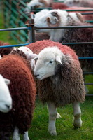 Bonscale Pike, Long Marton, New Hutton, Herdy Sheep Artist, Askham, Ard Crags, Herdwick, Herdies, Slight Side, Newby Bridge, Bleaberry Fell, Lakeland, Loft Crag, Swinside, Skelton, Catstycam, St. Bees, Herdwick Sheep Oil Painting, Knott, Herdwick Sheep Art Studio, Herdwick Wall Art, Herdy Sketches, Herdwick, Maryport, Tarn Crag (Easedale), Carl Side, Lakeland Herdy Artworks, Buckbarrow, Blea Rigg, Haverthwaite, Herdwick Sheep Oil Pastels,  Lake District, Cumbria.