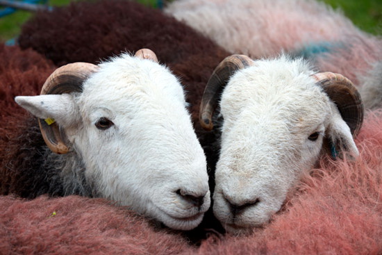 Blindcrake Herdwick Sheep - Lakeland Photos - Art Prints Blindcrake Herdwick Sheep