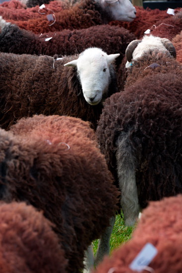 Wythop Mill Field Lake district Sheep