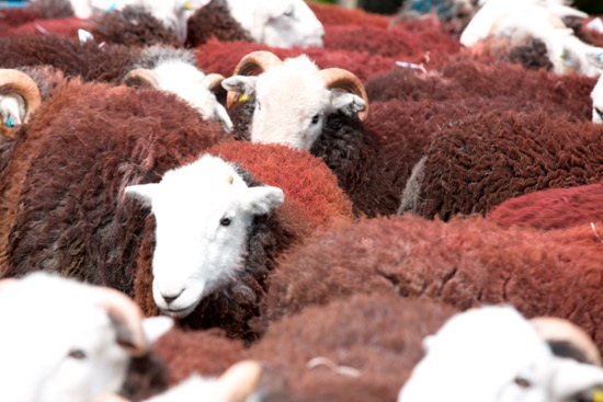 Gibson Knott Valley Lake district Sheep