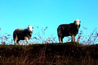Lakeland, Great Corby, Pike of Stickle, Ullscarf, Hartsop, Slight Side, Brandreth, Great Sca Fell, Herdwick Sheep Acrylic Painting, Herdwick Sketch, Illgill Head, Mixed-Media Herdwick Art, Ireleth, Winster, Herdwick Sheep Oil Painting, Herdwick, Seat Sandal, Bleaberry Fell, Herdwick Sheep Prints, Low Fell, Patterdale, Herdwick Drawings, Whicham, Herdwick Sketches, Herdwick Sheep Sketch, Watermillock, Herdwick Sheep, Swinside, Low Wood, Herdwick Art, Holker, Helton, Herdwick,  Lake District, Cumbria.