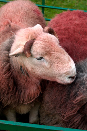 Distington Field Herdwick Sheep - Lakeland Photos - Art Prints Distington Field Herdwick Sheep
