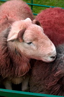 Ullock Pike, Newby Bridge, Herdwick Sheep Sketch, Gray Crag, Lowthwaite Fell, Fellbarrow, Loft Crag, Lakeland Herdy Artworks, Brigflatts, Melmerby, Lowick, Herdies, Herdwick Sheep Prints, Millom, Herdy Sketch, Scoat Fell, Herdwick, High Seat, Barrow, Hayton (Brampton), Herdy Ewe, Brim Fell, Ackenthwaite, Herdwick Sheep Oil Painting, Lakeland Sheep, Raise, Herdwick Sheep Art Studio, Levens, Herdwick Drawings, Catterlen, Hartsop Dodd, Winton,  Lake District, Cumbria.