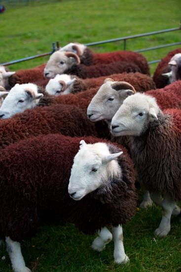 Barf Lake district Sheep