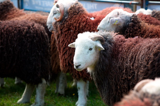 Martindale Lake district Sheep