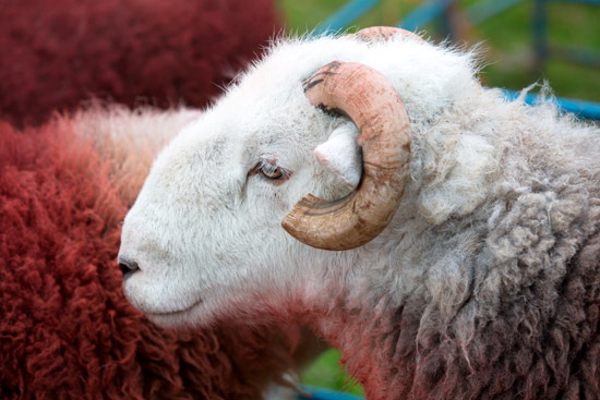 Robinson Valley Herdwick