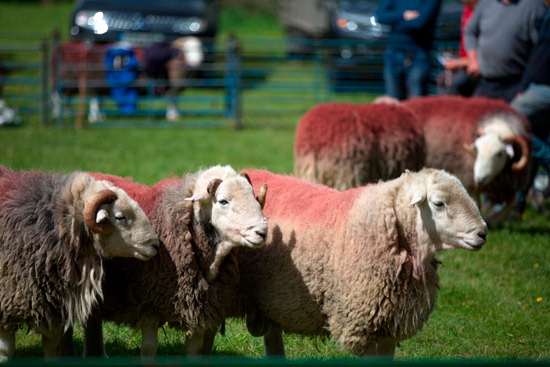 Grange-Over-Sands Field Lakeland Sheep - Lakeland Photos - Art Prints Grange-Over-Sands Field Lakeland Sheep