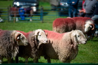 Herdies, Herdwick Sheep Sketch, Herdwick, Newton Arlosh, Whiteside, High Raise, Great Gable, Ill Bell, Souther Fell, Mellbreak, Lakeland Sheep, Herdy Sketches, Herdwick Sheep Art, Herdwick Drawings, Knott Rigg, Herdwick Sheep Art Studio, Herdy Art, Place Fell, Herdwick Sheep Oil Pastels, Patterdale, Herdy Sheep Artist, Tarn Crag (Far Eastern Fells), Great Calva, Lamplugh, Little Langdale, Harter Fell, Eskdale, Bampton Grange, Sebergham, Greysouthen, Herdwick Sheep Oil Painting,  Lake District, Cumbria.