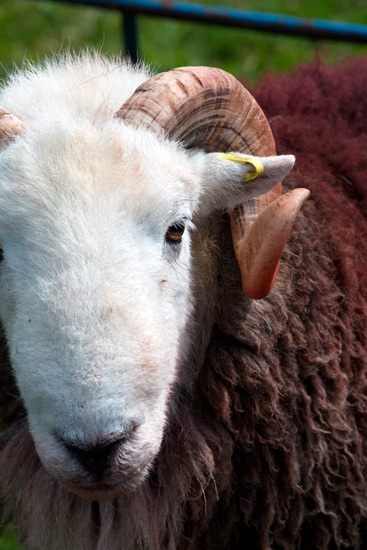 Colthouse Farm Lake district Sheep