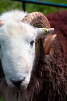 Herdwick Sheep Sketch, Nenthead, Eagle Crag, Swarthmoor, Wetheral, Herdwick, Great Borne, Herdwick, Roa Island, Green Crag, Tebay, Nethermost Pike, Mixed-Media Herdy Art, Herdwick Drawings, Grange-Over-Sands, Herdwick Sheep Art, Graystones, Grange Fell, Arnison Crag, Ulverston, Wansfell, Hutton Roof, Herdwick Sheep Acrylic Paintings, Herdwick Sheep Art Studio, Herdwick Sheep Prints,  Lake District, Cumbria.