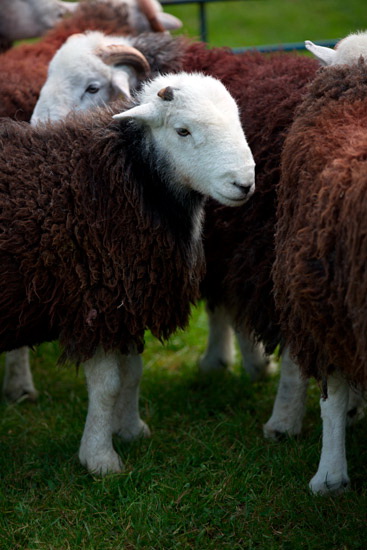 Orton Field Herdwick - Lakeland Photos - Art Prints Orton Field Herdwick