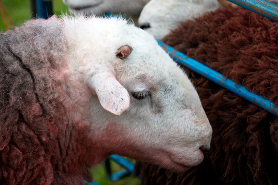 Ling Fell Valley Herdwick Sheep