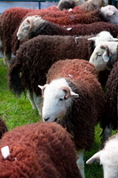 Mixed-Media Herdy Art, Harrington, Dollywaggon Pike, Lakeland Sheep, Lowther, Herdy Wall Art, Herdy, High Spy, Lowthwaite Fell, Herdwick Drawings, Herdwick Sheep Art Studio, Wasdale Head, Hartsop, Dacre, Herdwick Sheep Oil Painting, Herdwick, Seatallan, Herdwick Sheep, Angletarn Pikes, Boustead Hill, Lakeland Herdy Artworks, Grey Knotts, Great Borne, Steel Fell, Storth, Whitbeck, Bowfell, Calf Crag, Carrock Fell, Hartsop above How, Garsdale, Flookburgh, Herdwick,  Lake District, Cumbria.