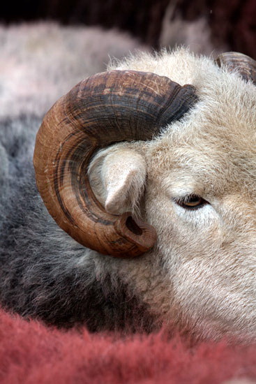 Black Fell Farm Herdwick - Lakeland Photos - Art Prints Black Fell Farm Herdwick