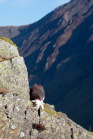 Herdwick, Holme St. Cuthbert, Watendlath, Dalston, Brough, Herdy Wall Art, Anthorn, Herdwick Drawings, Swirl How, Ard Crags, Herdwick, Hart Crag, Great Strickland, Troutbeck Tongue, Loft Crag, Herdy Ewe, Herdwick Sheep, Hard Knott, Irthington, Ennerdale Bridge, Backbarrow, Herdwick Sheep Oil Painting, Ullscarf, Mixed-Media Herdy Art, Seatallan, Embleton, Lakeland Herdy Artworks, High Hartsop Dodd, Angletarn Pikes, Bannerdale Crags, Blackford,  Lake District, Cumbria.