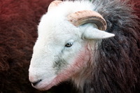 Sail, Kirk Fell, Rosthwaite (Keswick), Barf, Beckermet, Lank Rigg, Herdwick Sheep Art Studio, Whitehaven, Dale Head, Bleaberry Fell, Herdy Sketch, Workington, Mixed-Media Herdy Art, High Hesket, Herdwick Sheep Art, Sedbergh, Herdy Wall Art, Blea Rigg, High Street, Leece, Brock Crags, Herdwick, Swarthmoor, Herdwick Sheep Oil Painting, Haystacks,  Lake District, Cumbria.