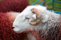 Herdwick Photo