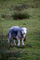 Isle of Walney, Herdwick Sheep Prints, Herdy Sketch, Latrigg, Mixed-Media Herdy Art, Millbeck (Keswick), Arlecdon, Glenridding Dodd, Pike of Blisco, Tarn Crag (Far Eastern Fells), Kirkby Stephen, Swirl How, Bowness-on-Solway, Herdy, Herdies, Black Combe, Herdwick Drawings, Hoff, Hart Crag, Barton, Herdwick Sheep Art Studio, Burnbank Fell, Herdy Sheep Artist, Great Dodd, Mungrisdale,  Lake District, Cumbria.