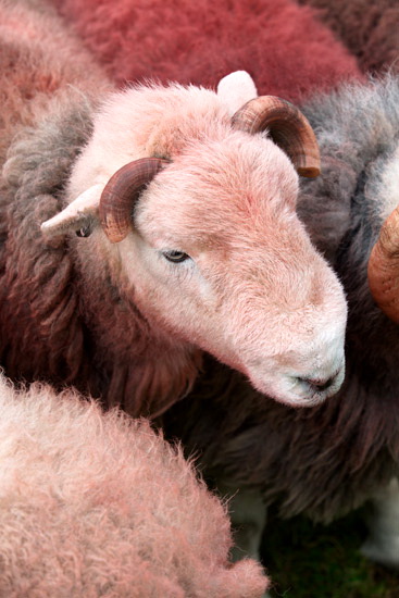 Bridekirk Field Herdwick Sheep