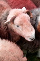 Firbank Fell, Herdwick Sheep Prints, Herdwick Sheep Art Studio, Aspatria, Bewcastle, Knott, The, Casterton, Mixed-Media Herdy Art, Watch Hill, Herdies, Herdy, Lakeland Herdy Artworks, Wreay (Carlisle), Herdwick Sheep Art, Herdy Sketch, Sebergham, Isle of Walney, Herdwick Drawings, Levens, Herdy Ewe, Wiggonby, Herdwick Sheep Oil Painting, Rest Dodd, Glenridding Dodd, Dovenby, Kentmere Pike, Knott Rigg, Herdwick Sheep Oil Pastels, Dearham, Little Strickland,  Lake District, Cumbria.