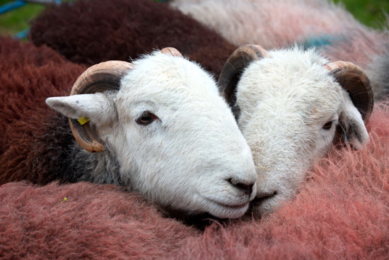 Askham Farm Lakeland Sheep