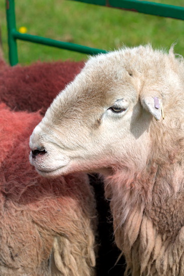 Tarn Crag (Easedale) Valley Lake district Sheep