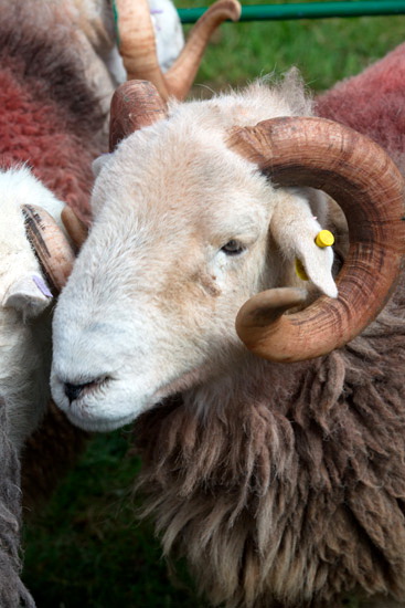 Crosthwaite Lakeland Sheep